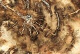 Petrified Wood (Araucaria) Round - Madagascar #207306-1